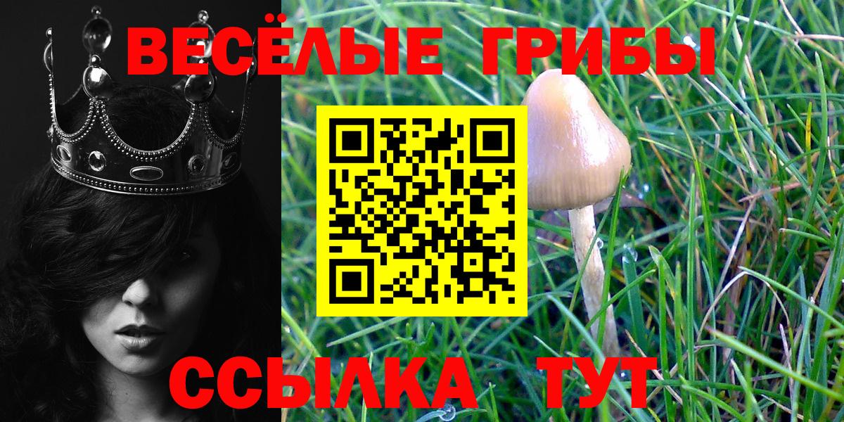 Галлюциногенные грибы Psilocybe Малгобек